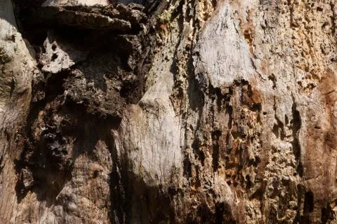 Rotten oak tree trunk Foto stock