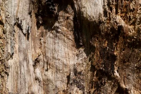 Rotten oak tree trunk Stock Photos