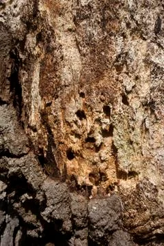 Rotten oak tree trunk Stock Photos