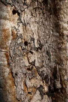 Rotten oak tree trunk Foto stock