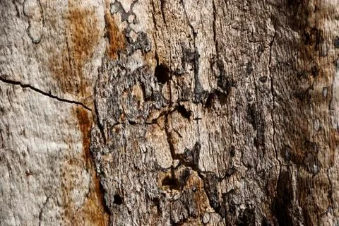 Rotten oak tree trunk Foto stock