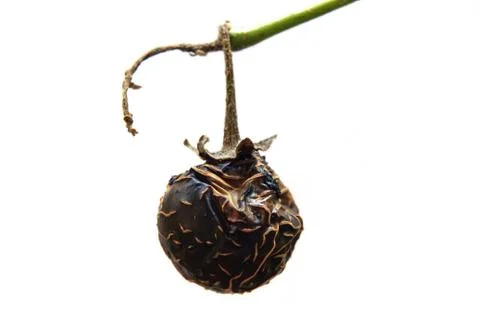 Rotten old eggplant Stock Photos