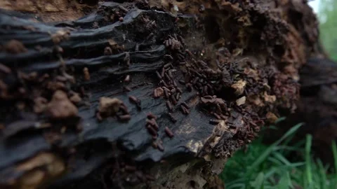 Rotten old tree Stock-Footage 238390893