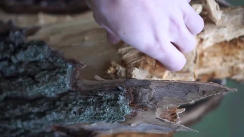 Rotten old tree stump Stock Footage 146403095
