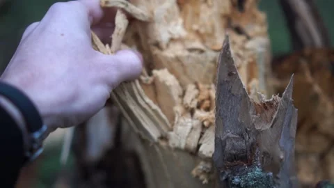 Rotten old tree stump Stock Footage 146403106
