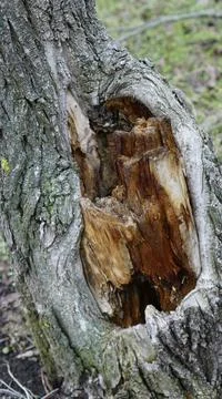 Rotten old tree stump Stock Photos