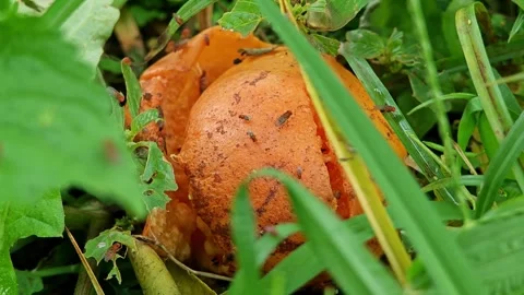 Rotten oranges on the ground with grass and dirt. Stock Footage 304943511