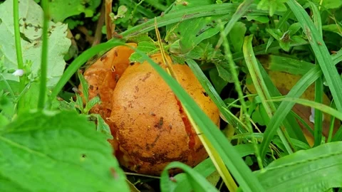 Rotten oranges lying on the ground with insects around. Stock Footage 304943502
