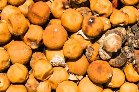 Rotten oranges Stock Photos