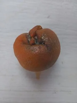 Rotten oranges on a white surface Foto stock