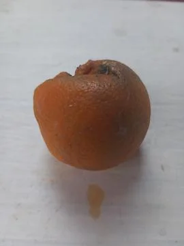 Rotten oranges on a white surface Foto stock