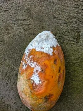 The rotten papaya Stock Photos