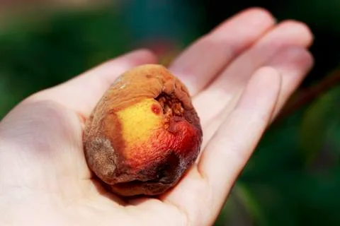 The rotten peach 库存照片