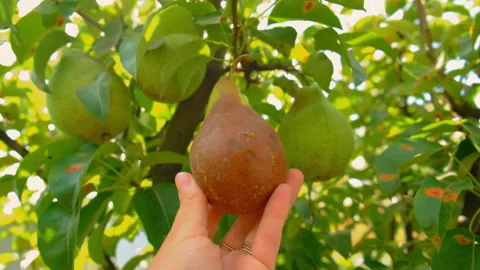 Rotten pear in the garden. Selective focus. Stock Footage 320141936