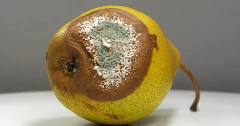 Rotten pear rotates on grey background Stock Footage 310251047