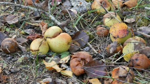 The rotten pears fallen from the tree lie on the grass Stockbeeldmateriaal 97067195