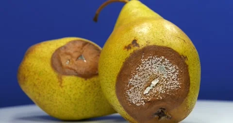 Rotten pears rotates on dark blue background, close-up shot video Video stock 310251034