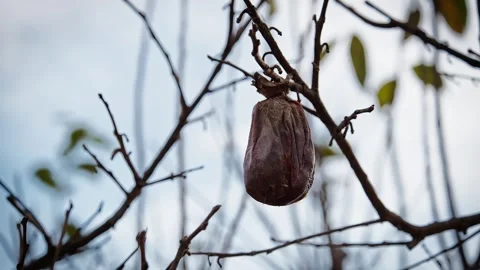 Rotten Persimmon Hanging on a Tree Video stock 299654851