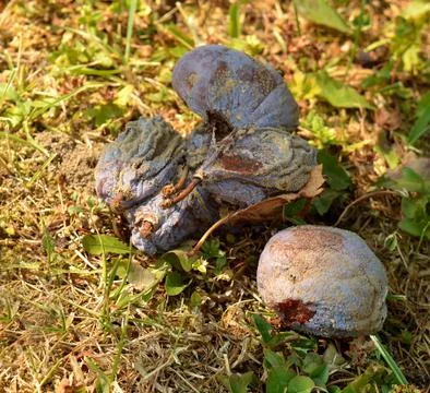 Rotten plums Stock Photos