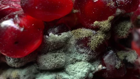 Rotten pomegranate cut Video stock 83216806