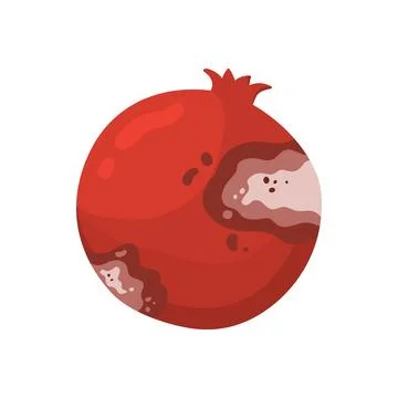Rotten pomegranate fruit Illustration