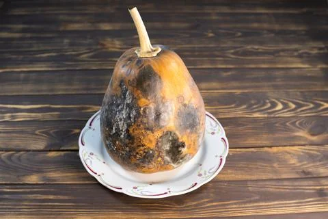 Rotten pumpkin. Decayed pumpkins problem. Spoiled food. Moldy fruit. Stock Photos