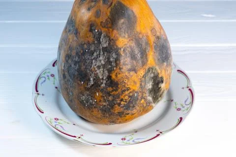 Rotten pumpkin. Decayed pumpkins problem. Spoiled food. Moldy fruit. Stock Photos