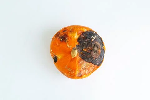 A rotten pumpkin isolated on a light background Stock Photos
