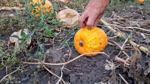 Rotten pumpkin lying in a field in the open air. 스톡 동영상 345345737