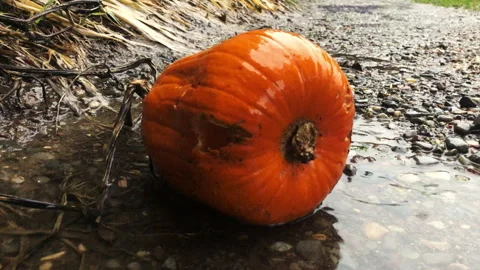Rotten pumpkin in the rain Vidéo 243760433