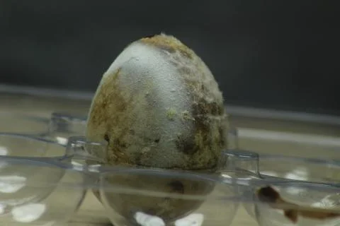Rotten quail egg Stock Photos