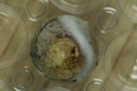 Rotten quail egg Stock Photos