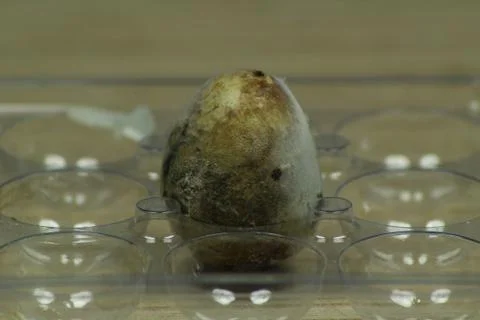 Rotten quail egg Stock Photos