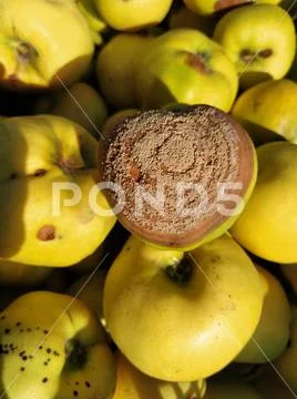 Rotten quince make damage on fruit - Monilia laxa infestation plant disease Stock Photos