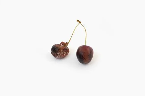 Rotten red cherry fruit with mold or fungi on a white isolated background Stock Photos