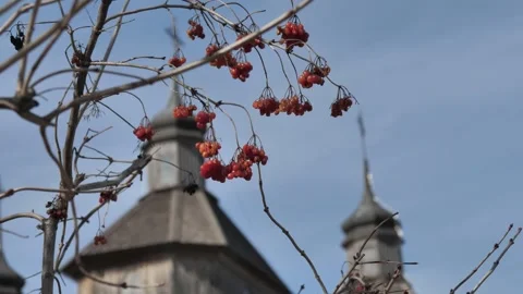 Rotten red rowan in early spring against. Stock Footage 241243174