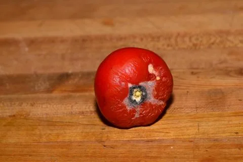 Rotten Red Tomato Stock Photos
