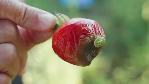 Rotten red tomato, tomato bed bug close up. Insects, vegetables Stock Footage 137164766