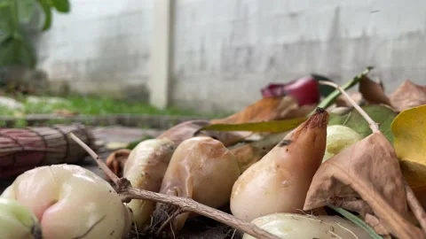 Rotten rose apple close up shot on ground with dry leaf nearby - day Stock Footage 225117397