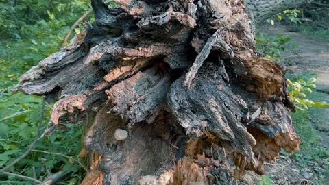 A rotten rotten fallen tree in the forest after a hurricane. Video stock 247518437