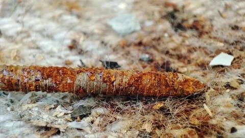 Rotten rusty iron and nails Stock Footage 165103631