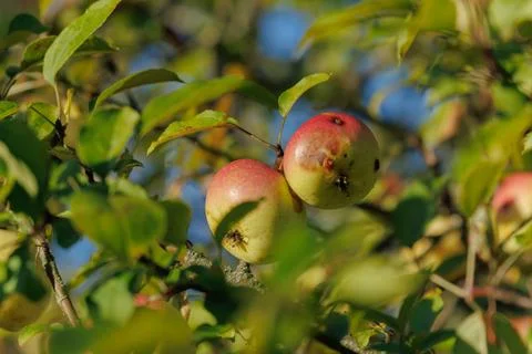 Rotten spoiled apples on branches of apple trees Stockfoto's