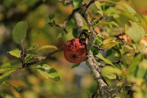 Rotten spoiled apples on branches of apple trees Foto stock