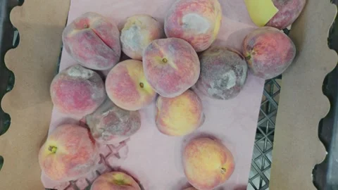 Rotten Spoiled Peaches with White Mold in Supermarket Box Stock Footage 345202991