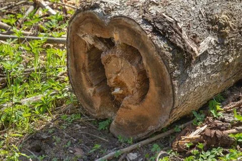 Rotten spruce log, empty inside. Close-up Stock Photos