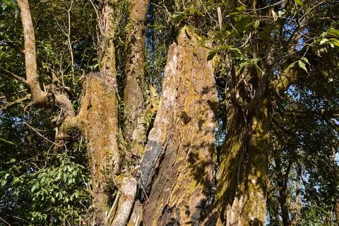 Rotten Standing Tree Trunk Stock Photos