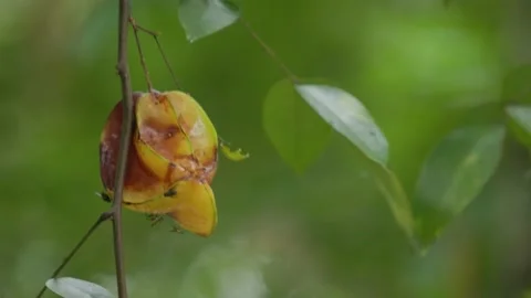 Rotten star fruit hanging from the tree Stock Footage 166992141