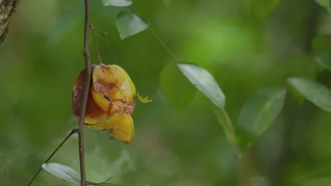 Rotten star fruit hanging from the tree Stock Footage 166992153