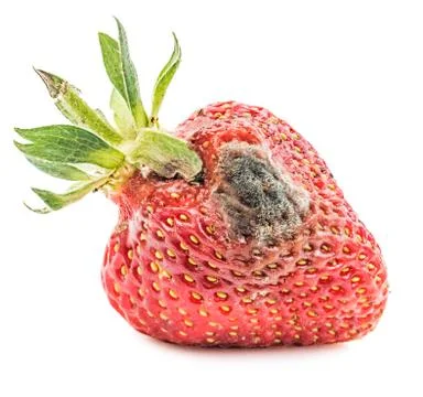 Rotten strawberry isolated Stock Photos