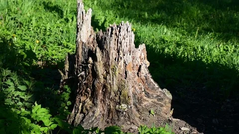 Rotten stump Stock Footage 108139578